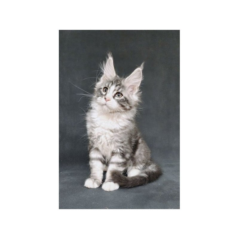 Maine Coon Alva Lukas