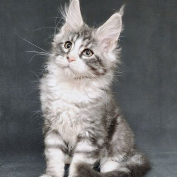 Maine Coon Alva Lukas