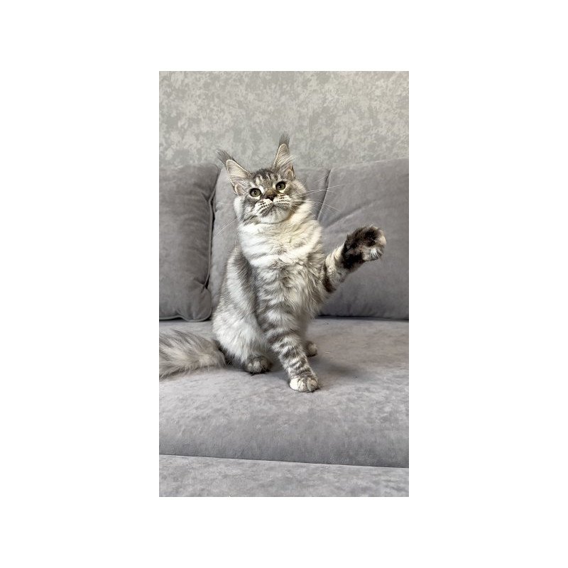 Maine Coon Alva Qora