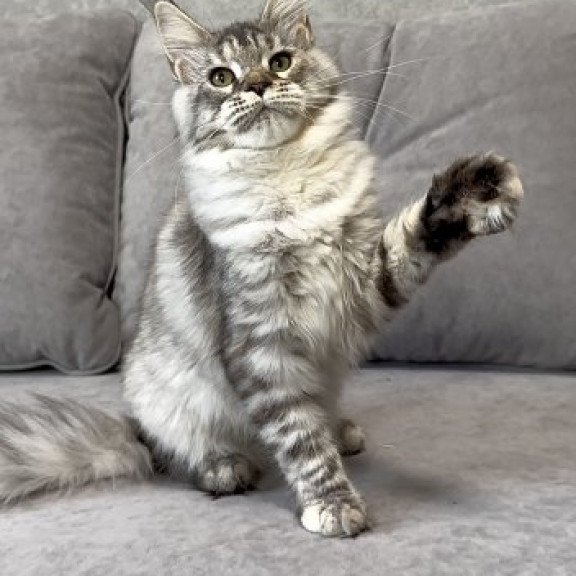 Maine Coon Alva Qora