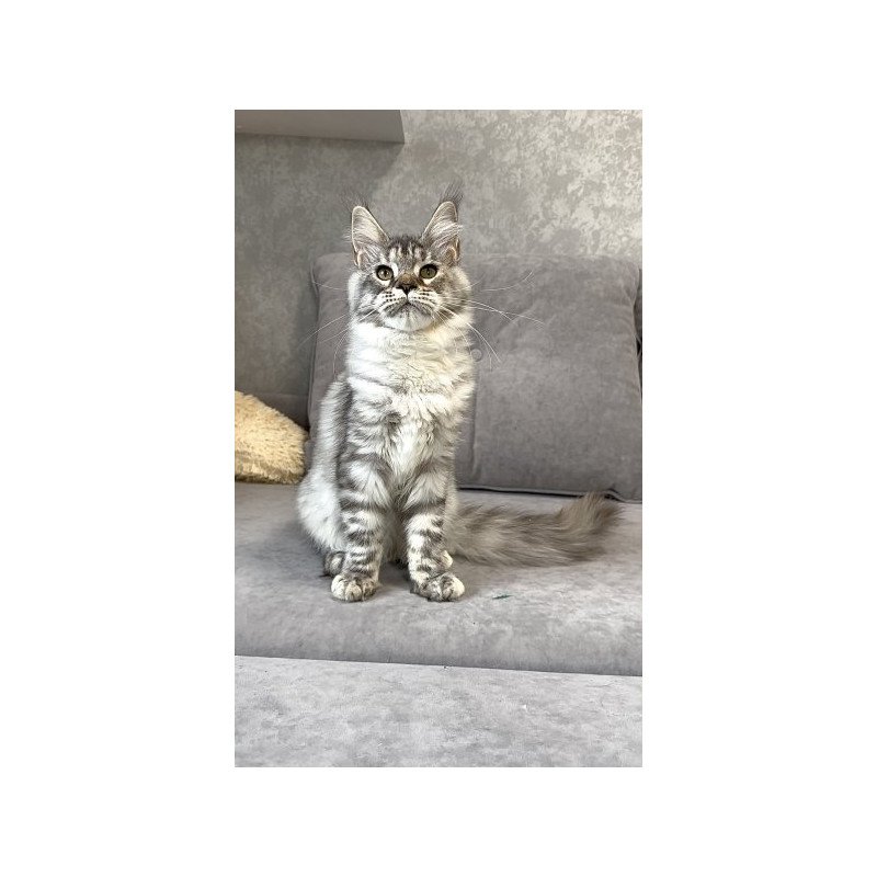 Maine Coon Alva Qora
