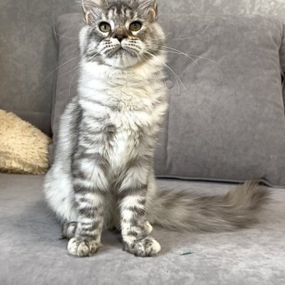 Maine Coon Alva Qora