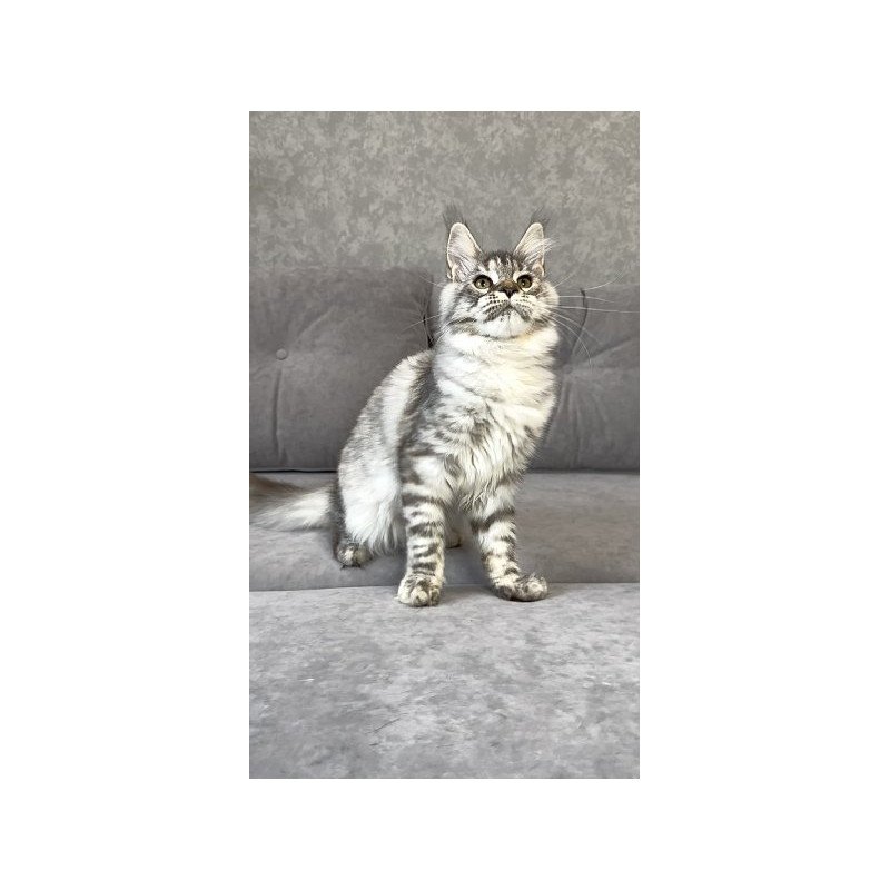 Maine Coon Alva Qora