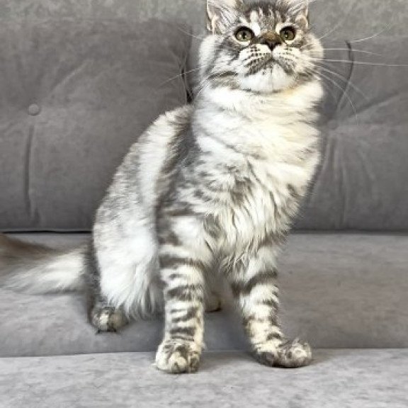 Maine Coon Alva Qora