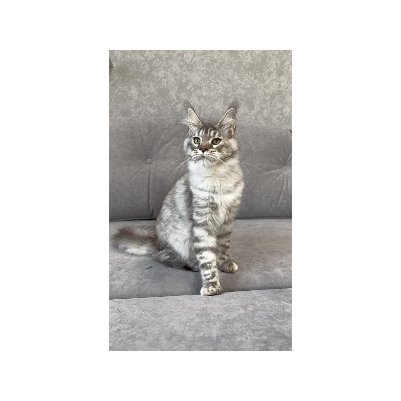 Maine Coon Alva Qora
