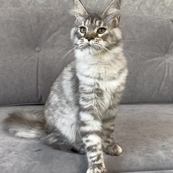 Maine Coon Alva Qora
