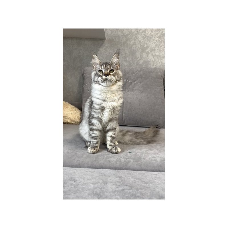 Maine Coon Alva Qora