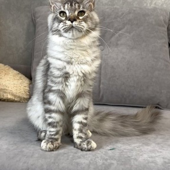 Maine Coon Alva Qora