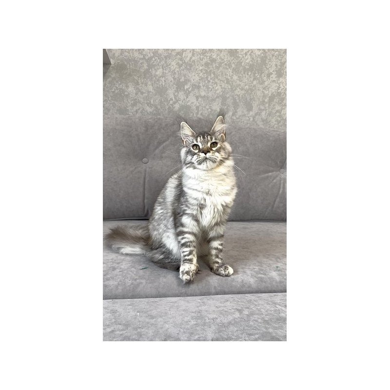 Maine Coon Alva Qora