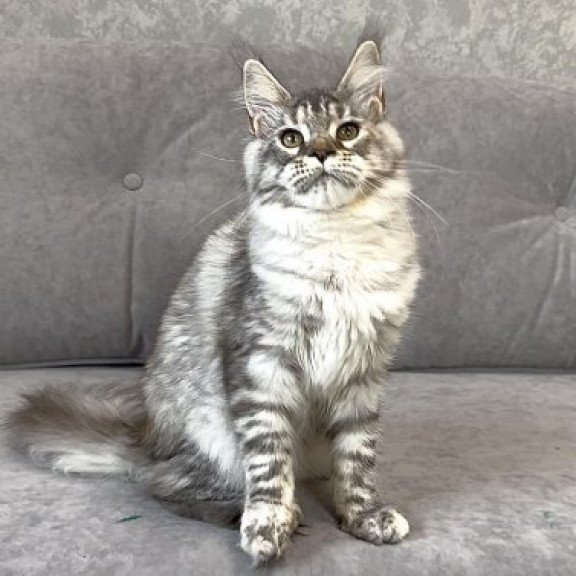 Maine Coon Alva Qora