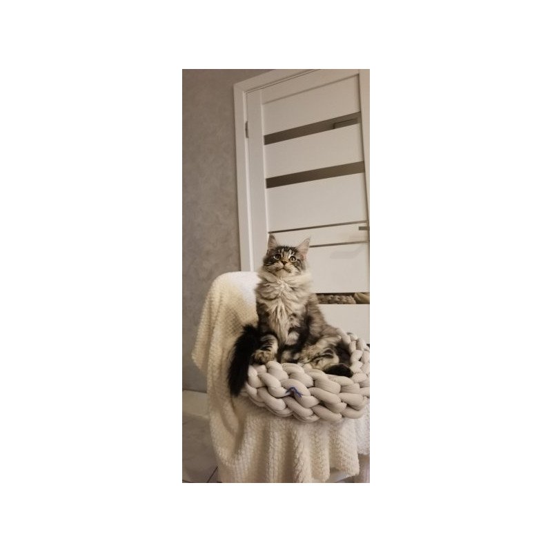 Maine Coon Alva Brighter