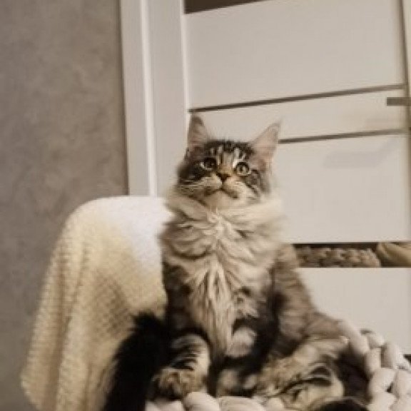 Maine Coon Alva Brighter