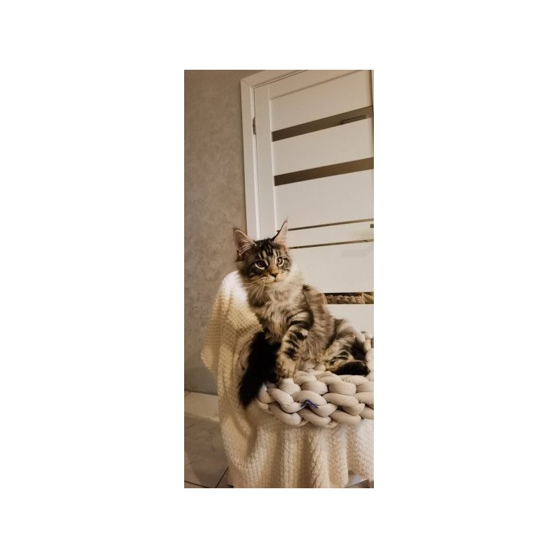 Maine Coon Alva Brighter