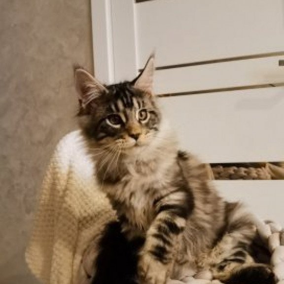 Maine Coon Alva Brighter