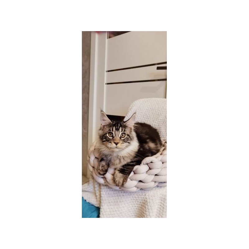 Maine Coon Alva Brighter