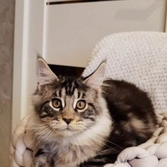 Maine Coon Alva Brighter