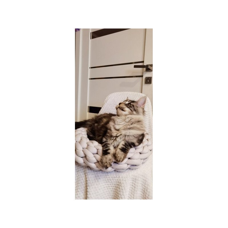 Maine Coon Alva Brighter