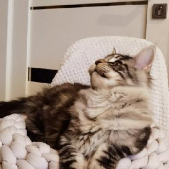 Maine Coon Alva Brighter