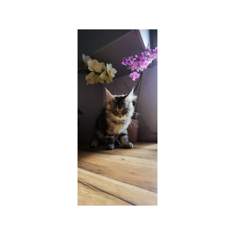 Maine Coon Alva Brighter