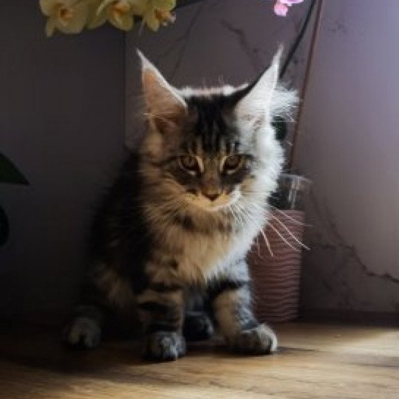 Maine Coon Alva Brighter