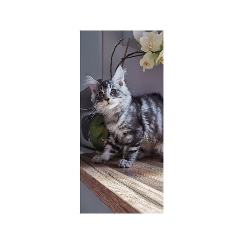 Maine Coon Alva Brighter