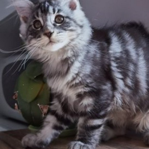 Maine Coon Alva Brighter