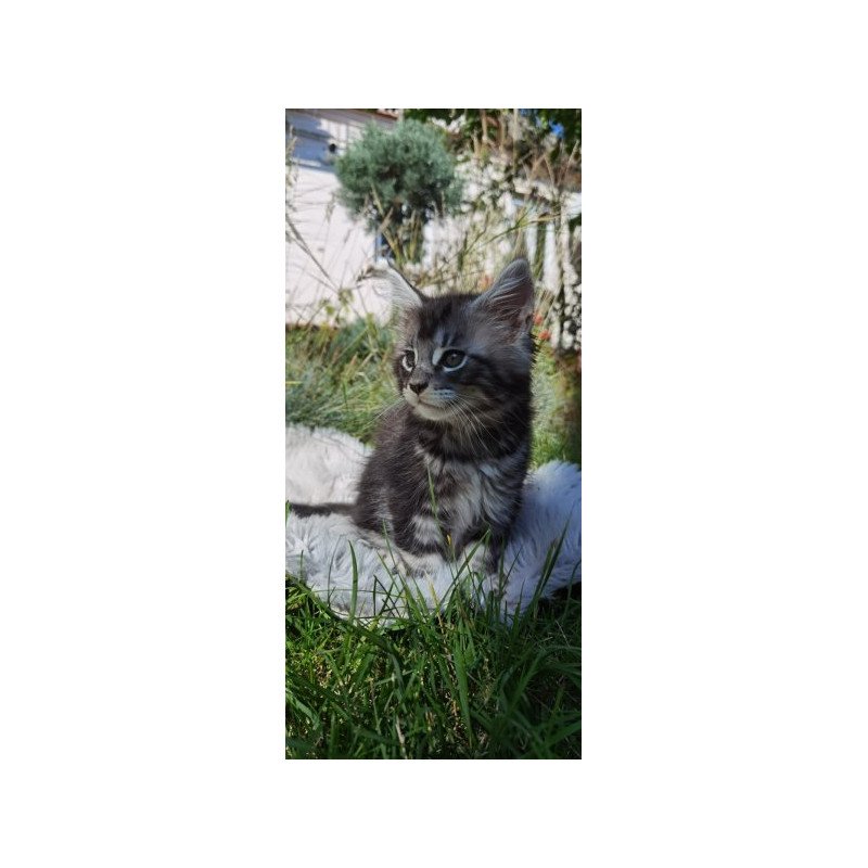 Maine Coon Alva Brighter