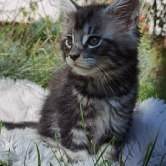 Maine Coon Alva Brighter