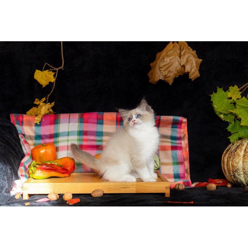Ragdoll NOV Izzy-Bizzy