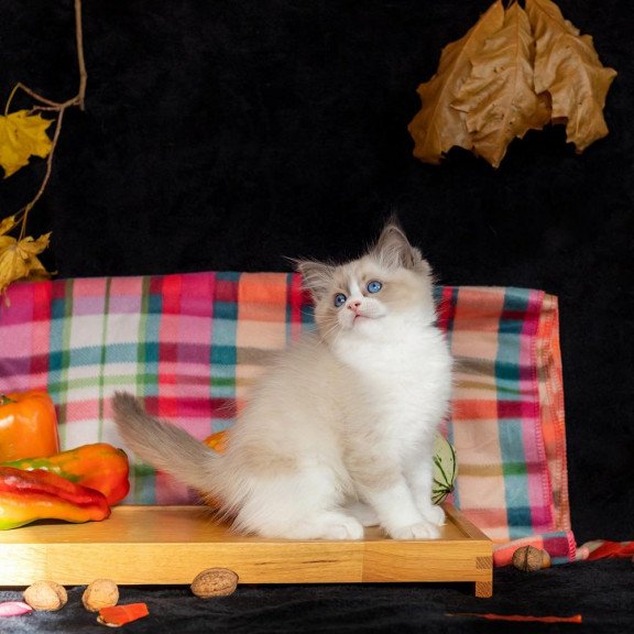 Ragdoll NOV Izzy-Bizzy