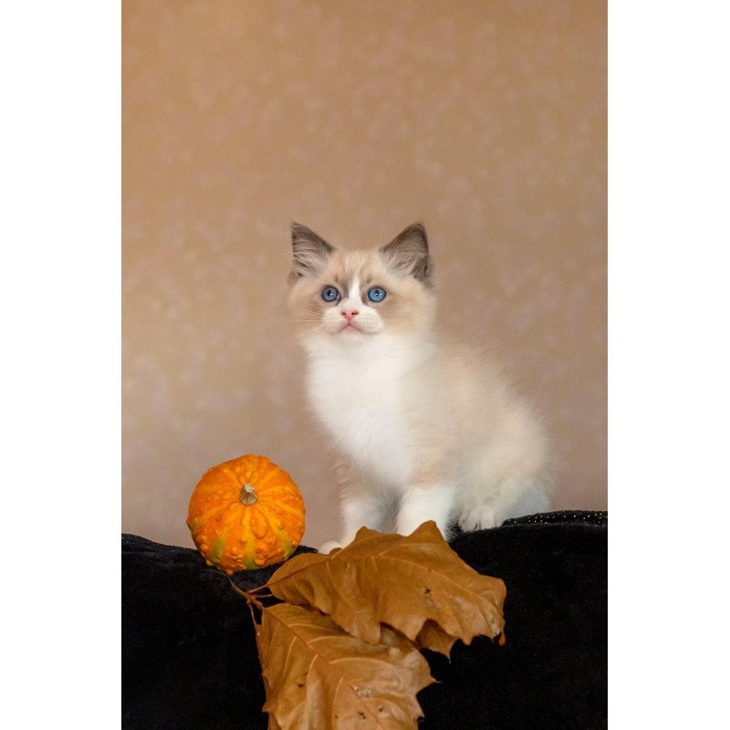 Ragdoll NOV Izzy-Bizzy