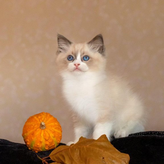 Ragdoll NOV Izzy-Bizzy