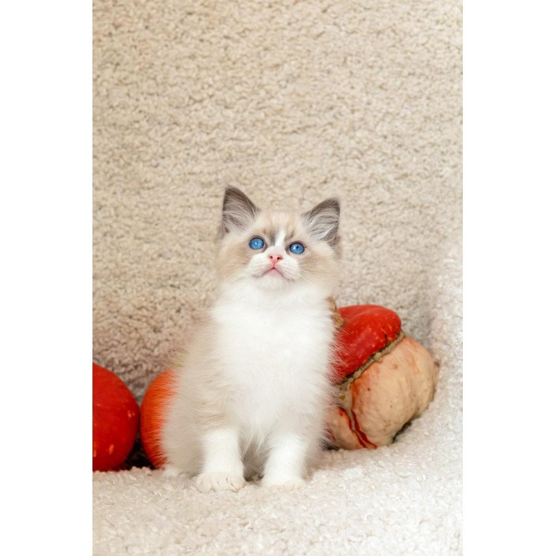 Ragdoll NOV Izzy-Bizzy