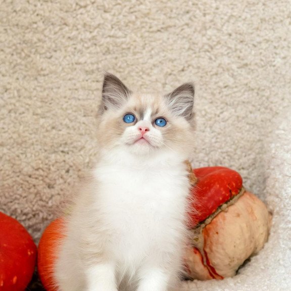 Ragdoll NOV Izzy-Bizzy