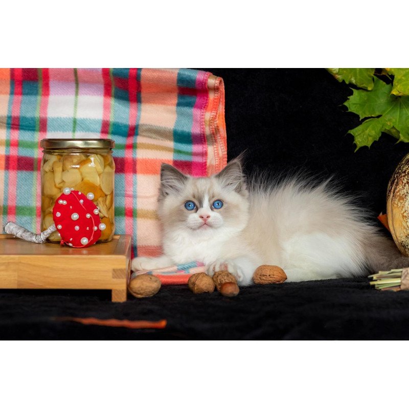 Ragdoll NOV Izzy-Bizzy