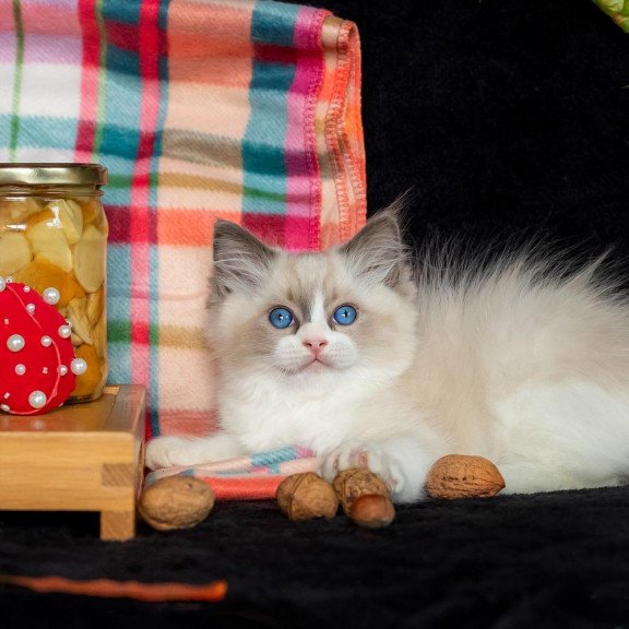 Ragdoll NOV Izzy-Bizzy
