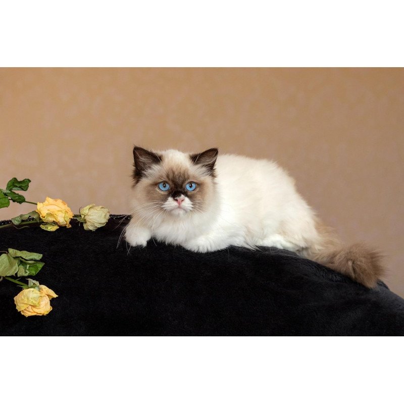 Ragdoll NOV Ariya