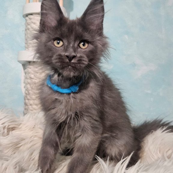 Maine Coon NOV Rome