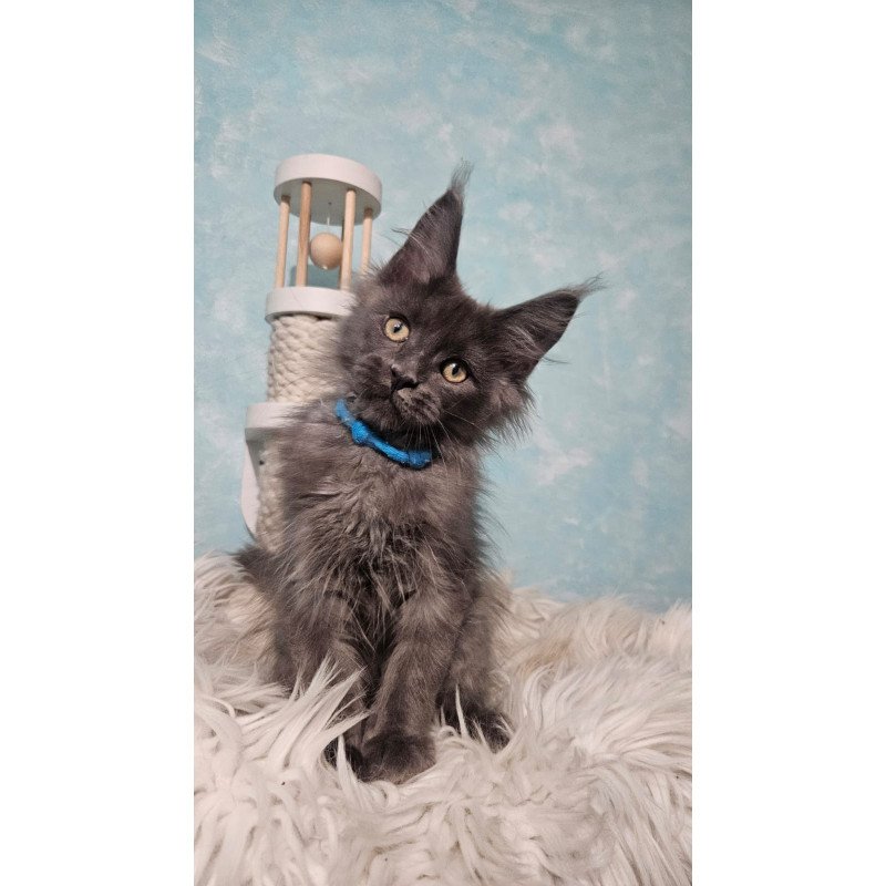 Maine Coon NOV Rome