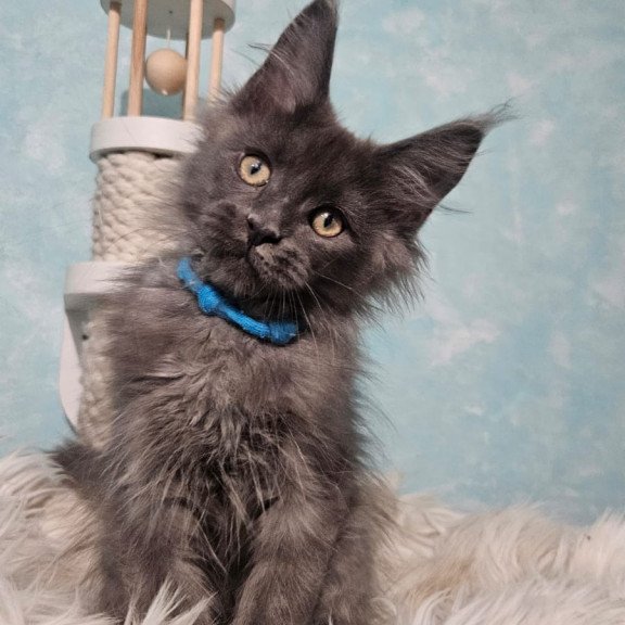 Maine Coon NOV Rome
