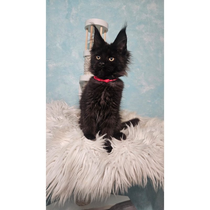 Maine Coon NOV Reya