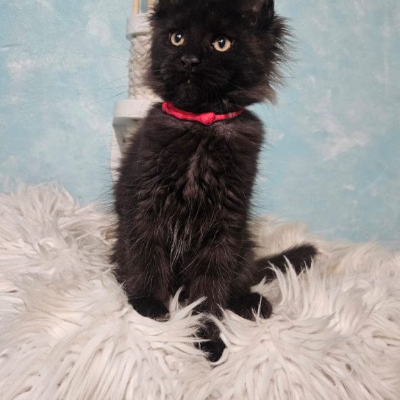 Maine Coon NOV Reya