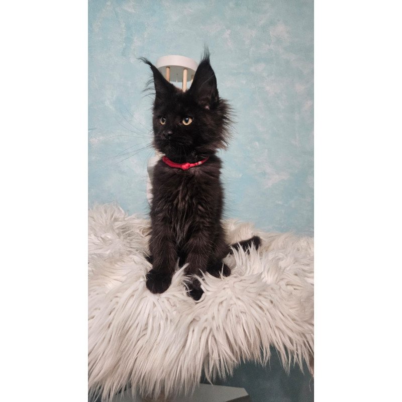 Maine Coon NOV Reya