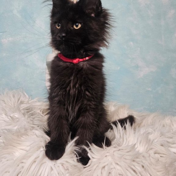 Maine Coon NOV Reya