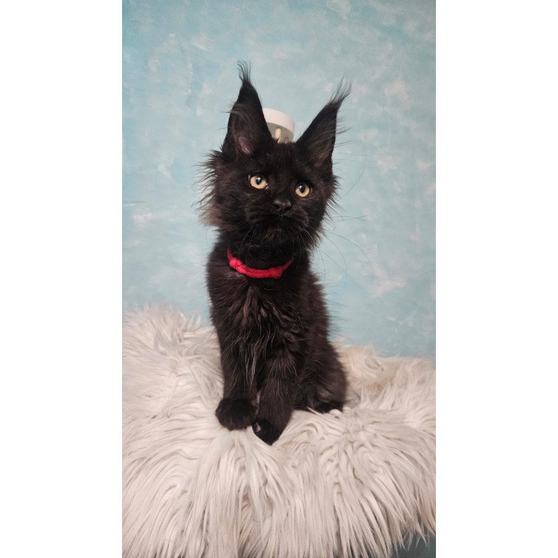 Maine Coon NOV Reya