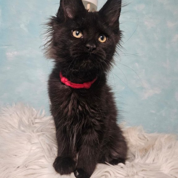 Maine Coon NOV Reya