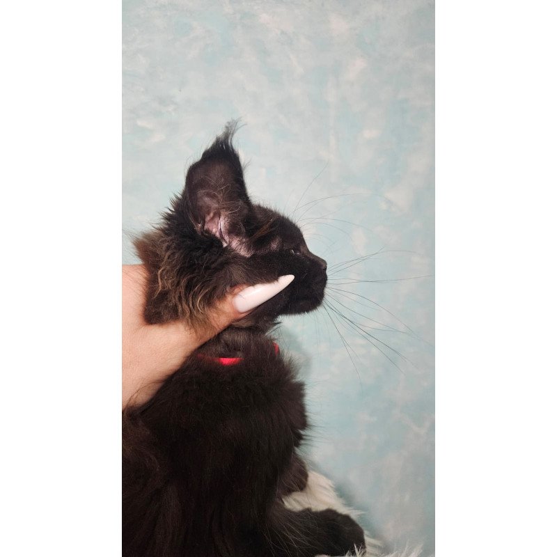 Maine Coon NOV Reya