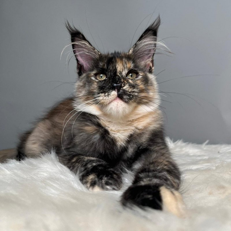 Maine Coon EZ Heavy Rock Baby