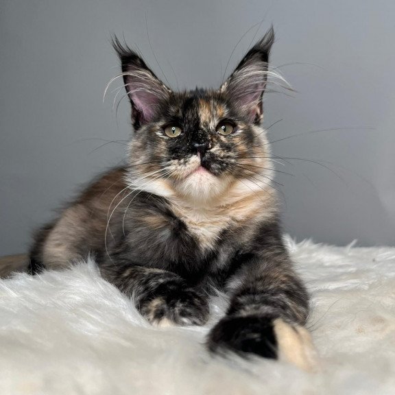 Maine Coon EZ Heavy Rock Baby