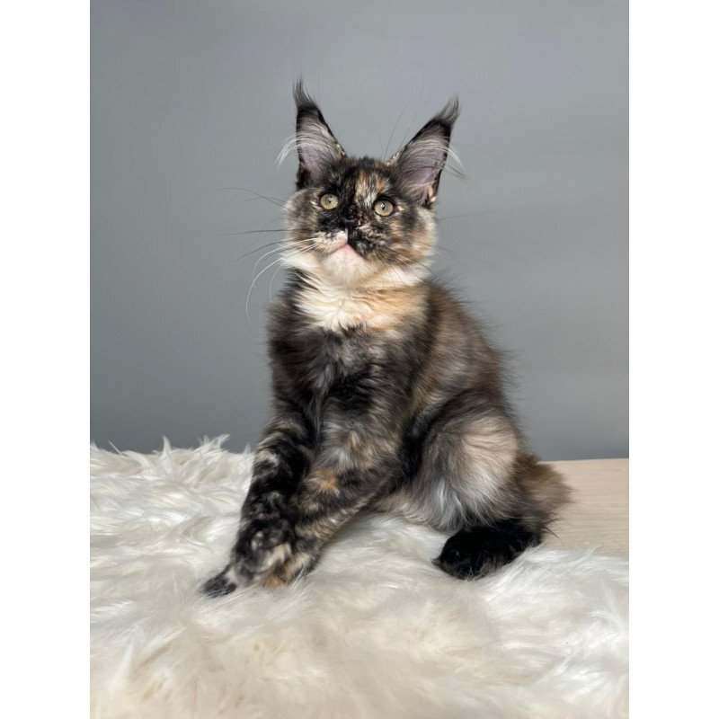 Maine Coon EZ Heavy Rock Baby